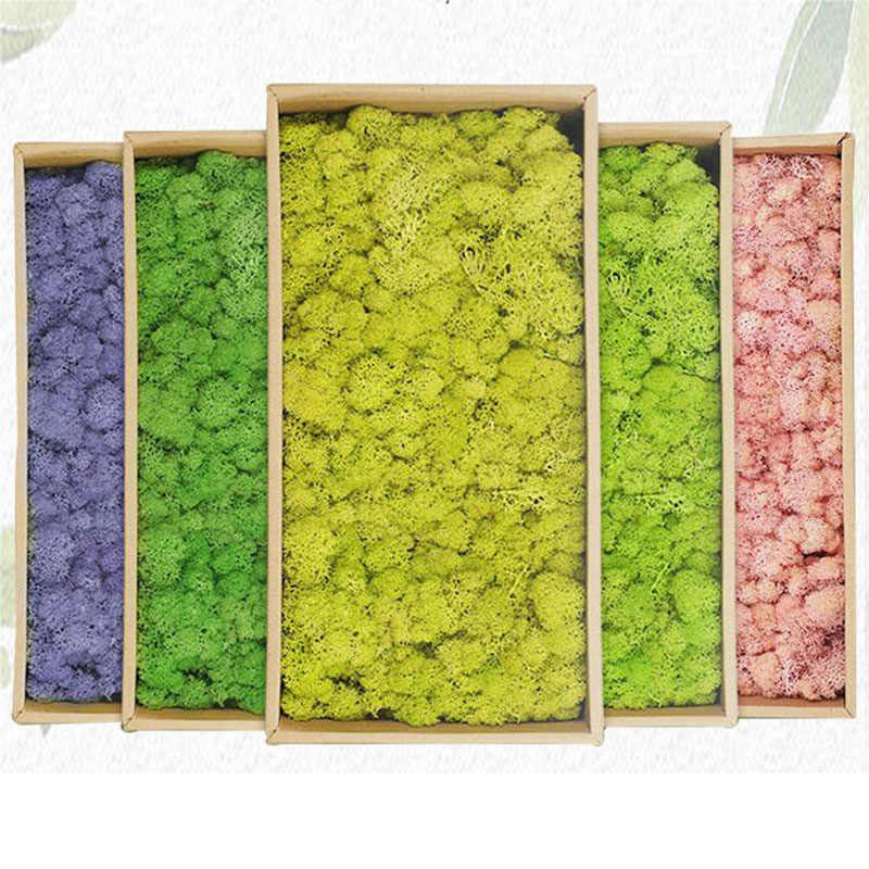 20G Kunstmatige Groene Planten - Sphagnum Moss Dry recensie en prijs